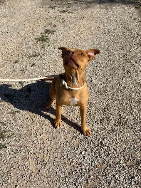 Jessy, splendida pit dagli occhi marroni  Foto 4